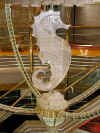 SEAHORSE_PT.JPG (45926 bytes)