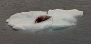 Alaska Cruising - Wildlife